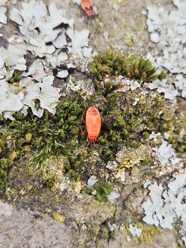 European Firebug