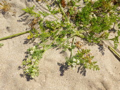 Capnophyllum africanum
