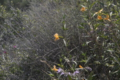 Diplacus × australis