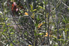 Diplacus × australis
