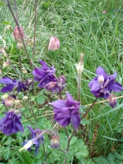 Aquilegia atrata