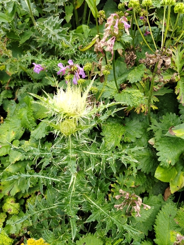 Cirsium obvallatum, photograph 4