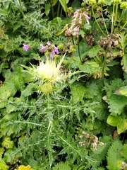 Cirsium obvallatum, photograph (c) Виктория Билоус, some rights reserved (CC BY)
