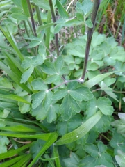 Aquilegia atrata