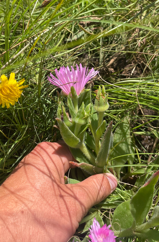 Delosperma sutherlandii, photograph 2