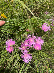 Delosperma sutherlandii, photograph (c) Justin Ponder, some rights reserved (CC BY)