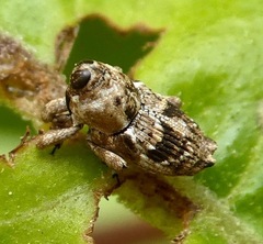 Cylindrocopturus mediinotus