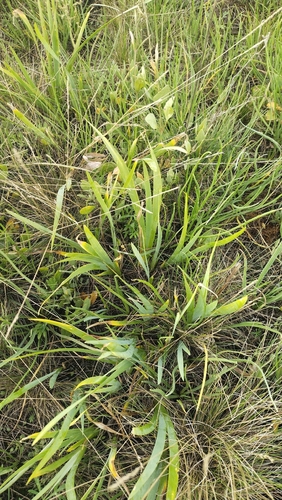 Iris halophila