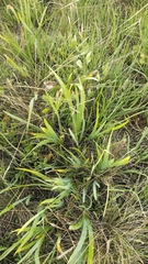 Iris halophila
