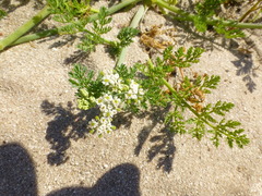 Capnophyllum africanum