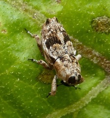 Cylindrocopturus mediinotus
