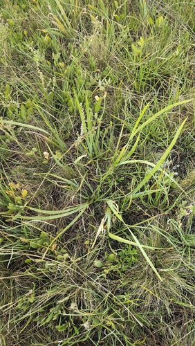Iris halophila, photograph 2
