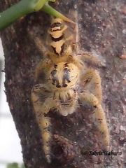 Hyllus diardi