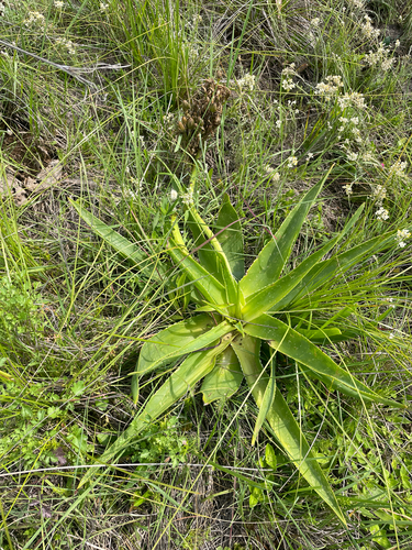 Aloe ecklonis, photograph 2