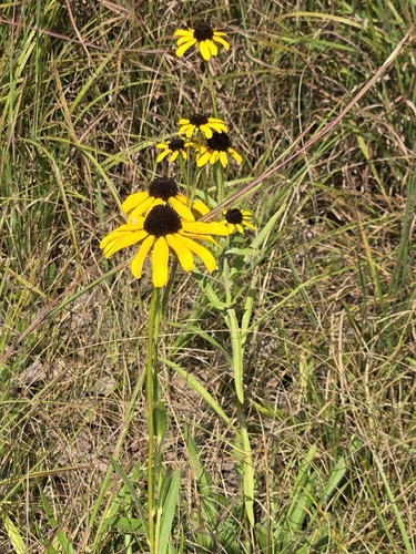 Rudbeckia missouriensis