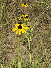 Rudbeckia missouriensis