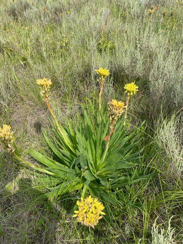 Aloe ecklonis