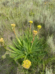 Aloe ecklonis, photograph (c) Justin Ponder, some rights reserved (CC BY)
