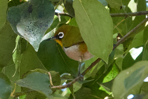 iNaturalist image