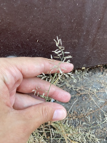 Little Lovegrass