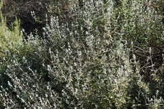 Salvia leucophylla
