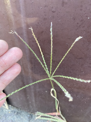 Hairy Crabgrass