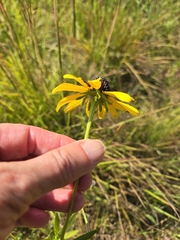 Rudbeckia missouriensis, photograph (c) Edie, some rights reserved (CC BY)