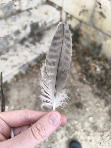 Plume de Faucon pèlerin