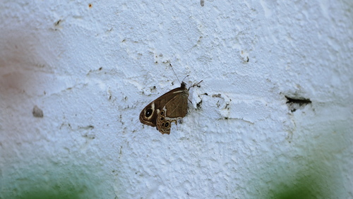 Lasiommata deidamia
