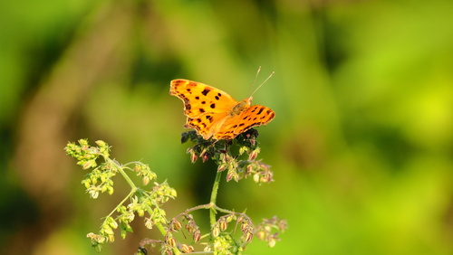 European Comma