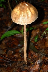 Macrolepiota colombiana