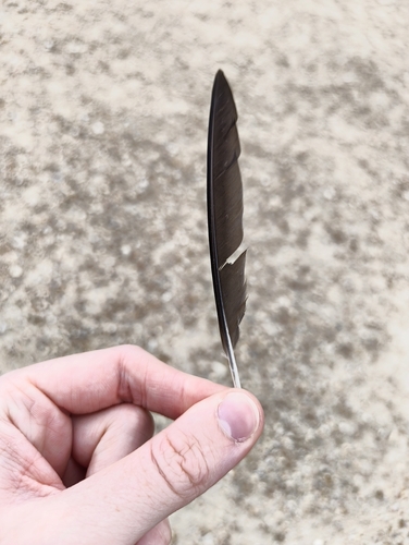 Plume de Chevalier culblanc