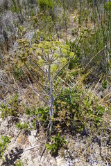 Cynorhiza typica