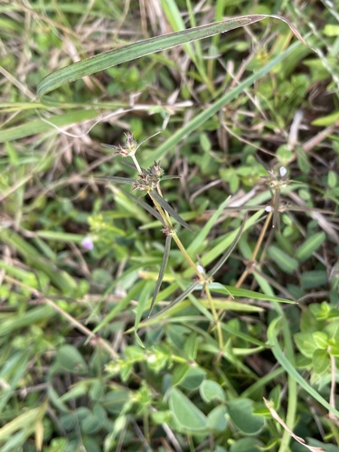 Hedyotis pinifolia observed 2024-09-13