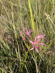 Nerine krigei
