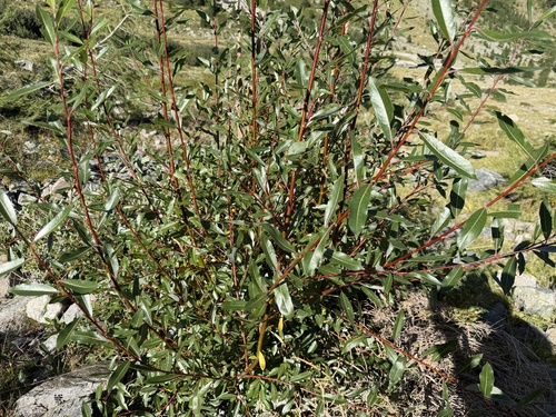 Salix daphnoides, photograph 5