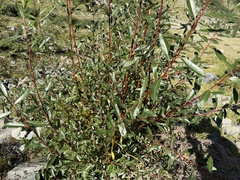 Salix daphnoides, photograph (c) Katrin Simon, some rights reserved (CC BY)
