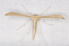 Hellinsia pectodactylus