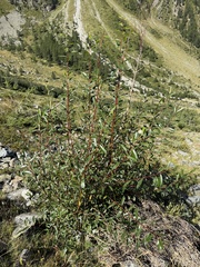 Salix daphnoides, photograph (c) Katrin Simon, some rights reserved (CC BY)