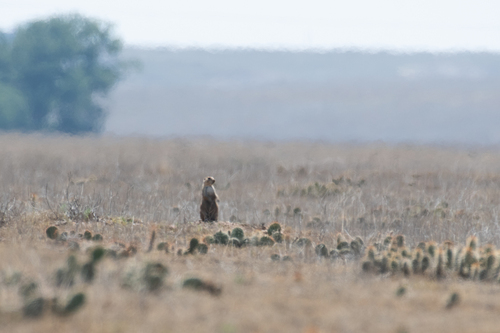 Black-tailed Prairie Dog