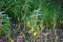 Salvia leucophylla