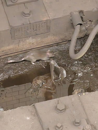 Rat photographed near here on 2026-08-11