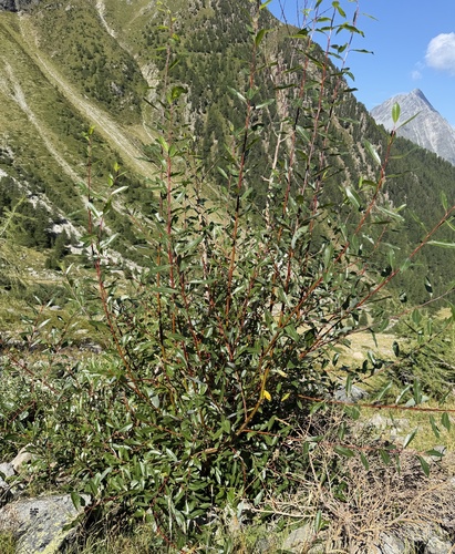Salix daphnoides, photograph 4
