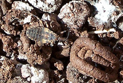 Triatoma infestans