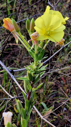 Oenothera villosa, photograph 6