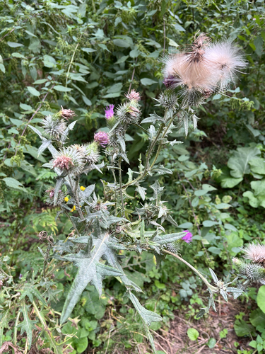 Bull Thistle