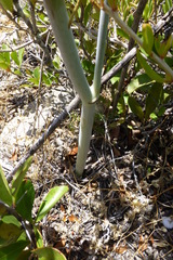 Cynorhiza typica