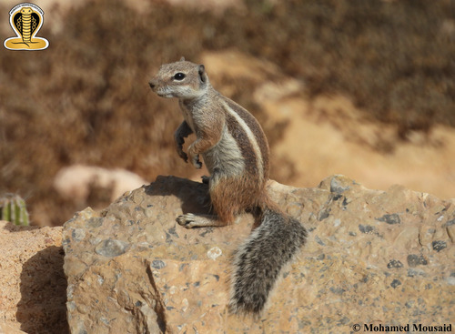 Barbary Ground Squirrel