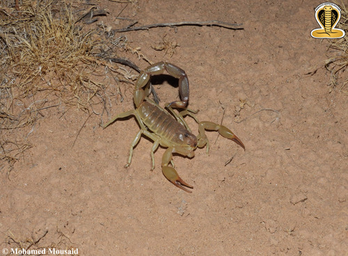 African fattail scorpion