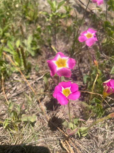 Oxalis obliquifolia, photograph 2